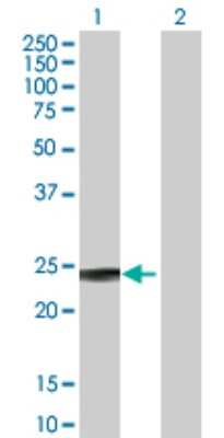 Western Blot: Glutathione S-Transferase pi 1/GSTP1 Antibody [H00002950-D01P] - Analysis of GSTP1 expression in transfected 293T cell line by GSTP1 polyclonal antibody.Lane 1: GSTP1 transfected lysate(23.30 KDa).Lane 2: Non-transfected lysate.