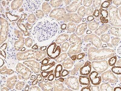 Immunohistochemistry-Paraffin: Glutathione S-transferase Mu 5 Antibody [NBP2-97064] - Immunochemical staining of human Glutathione S-transferase Mu 5 in human kidney with rabbit polyclonal antibody at 1:5000 dilution, formalin-fixed paraffin embedded sections.