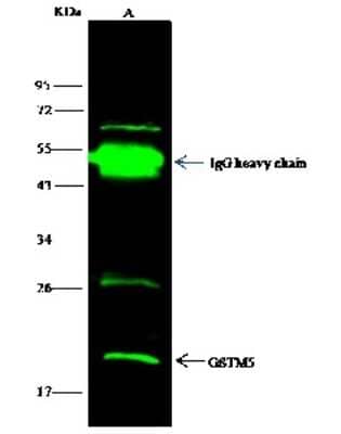 Immunoprecipitation: Glutathione S-transferase Mu 5 Antibody [NBP2-97064] - Glutathione S-transferase Mu 5 was immunoprecipitated using: Lane A: 0.5 mg K562 Whole Cell Lysate. 0.5 ul anti-Glutathione S-transferase Mu 5 rabbit polyclonal antibody and 15 ul of 50 % Protein G agarose. Primary antibody: Anti-Glutathione S-transferase Mu 5 rabbit polyclonal antibody, at 1:500 dilution. Secondary antibody: Dylight 800-labeled antibody to rabbit IgG (H+L), at 1:5000 dilution. Developed using the Odyssey technique. Performed under reducing conditions. Predicted band size: 26 kDa. Observed band size: 20 kDa