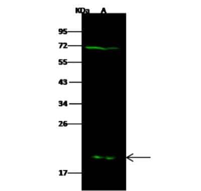 Western Blot: Glutathione S-transferase Mu 5 Antibody [NBP2-97064] - Anti-Glutathione S-transferase Mu 5 rabbit polyclonal antibody at 1:500 dilution. Lane A: K562 Whole Cell Lysate. Lysates/proteins at 30 ug per lane. Secondary Goat Anti- Rabbit  IgG H&L (Dylight 800)  at 1/10000 dilution. Developed using the Odyssey technique. Performed under reducing conditions. Predicted band size: 26 kDa. Observed band size: 20 kDa (We are unsure as to the identity of these extra bands).