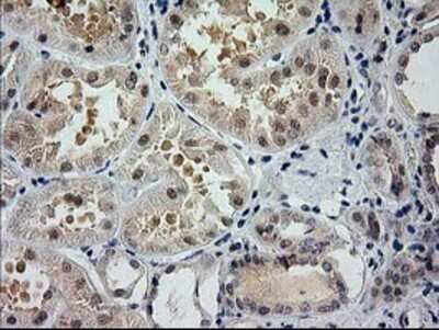 Immunohistochemistry: Glutathione Synthetase Antibody (OTI1B8) - Azide and BSA Free [NBP2-70854] - Staining of paraffin-embedded Human Kidney tissue using anti-Glutathione Synthetase mouse monoclonal antibody.