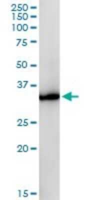 Western Blot: Glycerol 3 Phosphate Dehydrogenase Antibody (3C10-1C4) [H00002819-M01] - GPD1 monoclonal antibody (M01), clone 3C10-1C4. Analysis of GPD1 expression in human kidney.