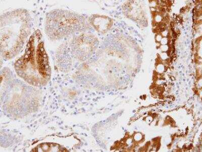 Immunohistochemistry-Paraffin: Glycerol 3 Phosphate Dehydrogenase Antibody [NBP2-53091] - Paraffin-embedded stomach, using antibody at 1:100 dilution.