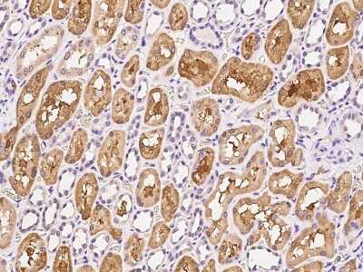 Immunohistochemistry-Paraffin: Glycerol 3 Phosphate Dehydrogenase Antibody [NBP2-99489] - Immunochemical staining of human Glycerol 3 Phosphate Dehydrogenase in human kidney with rabbit polyclonal antibody at 1:200 dilution, formalin-fixed paraffin embedded sections.