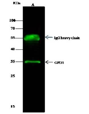 Immunoprecipitation: Glycerol 3 Phosphate Dehydrogenase Antibody [NBP2-97069] - Glycerol 3 Phosphate Dehydrogenase was immunoprecipitated using: Lane A: 0.5 mg HepG2 Whole Cell Lysate. 0.5 ul anti-Glycerol 3 Phosphate Dehydrogenase rabbit polyclonal antibody and 15 ul of 50 % Protein G agarose. Primary antibody: Anti-Glycerol 3 Phosphate Dehydrogenase rabbit polyclonal antibody, at 1:500 dilution. Secondary antibody: Dylight 800-labeled antibody to rabbit IgG (H+L), at 1:5000 dilution. Developed using the Odyssey technique. Performed under reducing conditions. Predicted band size: 38 kDa. Observed band size: 38 kDa