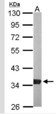Western Blot: Glycerol 3 Phosphate Dehydrogenase Antibody [NBP2-53091] - Sample (50 ug of whole cell lysate) A: Mouse brain 10% SDS PAGE; antibody diluted at 1:1000.