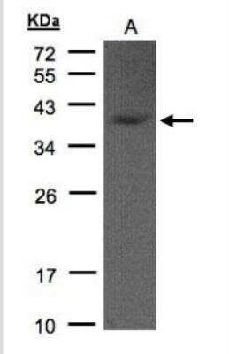 Western Blot: Glycerol 3 Phosphate Dehydrogenase Antibody [NBP2-53091] - Sample(30 ug of whole cell lysate) A:Hep G2 12% SDS PAGE, antibody diluted at 1:1000.