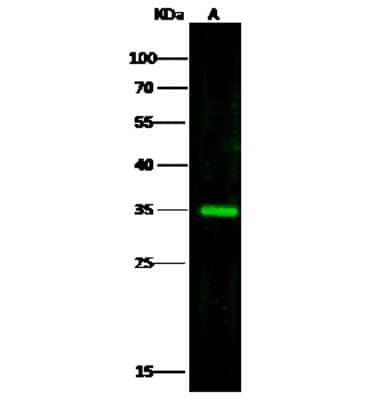 Western Blot: Glycerol 3 Phosphate Dehydrogenase Antibody [NBP2-97069] - Anti-Glycerol 3 Phosphate Dehydrogenase rabbit polyclonal antibody at 1:500 dilution. Lane A: HepG2 Whole Cell Lysate. Lysates/proteins at 30 ug per lane. Secondary Goat Anti-Rabbit IgG H&L (Dylight 800) at 1/10000 dilution. Developed using the Odyssey technique. Performed under reducing conditions. Predicted band size: 38 kDa. Observed band size: 35 kDa