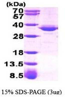 SDS-Page: Recombinant Human Glycerol 3 Phosphate Dehydrogenase Protein [NBP1-40405] - GPD1, 37.5 kDa (349aa), confirmed by MALDI-TOF with a purity of 90% by SDS - PAGE