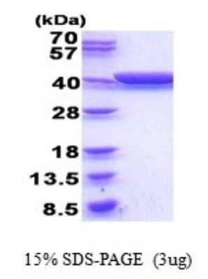 SDS-Page: Glycerol dehydrogenase Recombinant Protein [NBP2-51836] - 15% SDS Page (3 ug)