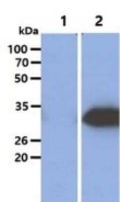 Western Blot: Glycine N-Methyltransferase/GNMT Antibody (5D1) [NBP2-59452] - Lane 1: 293T cell lysates, Lane 2: GNMT Transfected 293T cell lysates