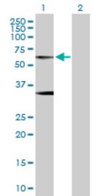 Western Blot: Glycine Receptor Alpha 1 Antibody [H00002741-D01P] - Analysis of GLRA1 expression in transfected 293T cell line by GLRA1 polyclonal antibody.Lane 1: GLRA1 transfected lysate(51.70 KDa).Lane 2: Non-transfected lysate.