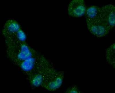 Immunocytochemistry/Immunofluorescence: Glycogen Synthase Antibody (SN75-05) [NBP2-67693] - Staining Glycogen synthase in Hela cells (green). The nuclear counter stain is DAPI (blue). Cells were fixed in paraformaldehyde, permeabilised with 0.25% Triton X100/PBS.