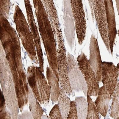 Immunohistochemistry-Paraffin: Glycogen phosphorylase, muscle form Antibody [NBP2-49209] - Staining of human skeletal muscle shows high expression.