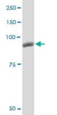 Western Blot: Glycogen phosphorylase, muscle form Antibody (2C4) [H00005837-M10] - Analysis of PYGM expression in PC-12 (Cat # L012V1).