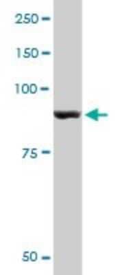 Western Blot: Glycogen phosphorylase, muscle form Antibody (2C4) [H00005837-M10] - Analysis of PYGM expression in HepG2 (Cat # L019V1).