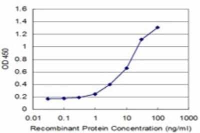 Sandwich ELISA: Glycogen phosphorylase, muscle form Antibody (3D8) [H00005837-M02] - Detection limit for recombinant GST tagged PYGM is approximately 1ng/ml as a capture antibody.