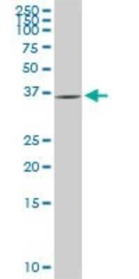 Western Blot: Glycogenin 1 Antibody (2C10) [H00002992-M08] - Analysis of GYG1 expression in PC-12 (Cat # L012V1).