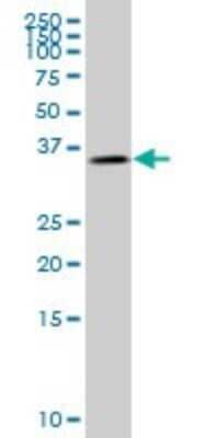 Western Blot: Glycogenin 1 Antibody (2C10) [H00002992-M08] - Analysis of GYG1 expression in HepG2 (Cat # L019V1).