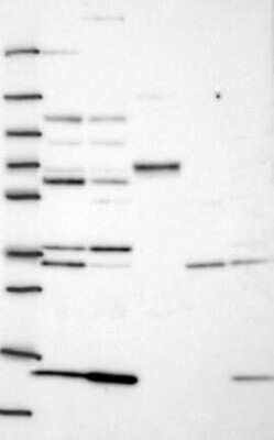 Western Blot Glycogenin 1 Antibody - BSA Free