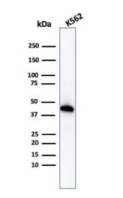 Western Blot: Glycophorin A Antibody (GYPA/1725R) - Azide and BSA Free [NBP2-54470] - Western Blot Analysis of K562 cell lysate using Glycophorin A Rabbit Recombinant Monoclonal Antibody (GYPA/1725R).