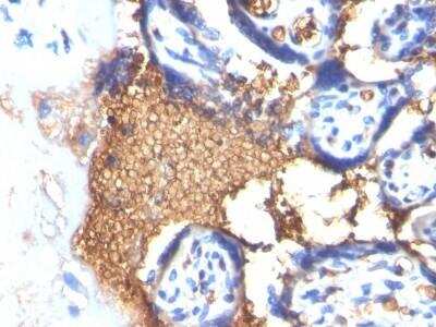 Immunohistochemistry-Paraffin: Glycophorin A Antibody (GYPA/280) - Azide and BSA Free [NBP2-47718] - Human Placenta stained with Glycophorin A Monoclonal Antibody (GYPA/280)