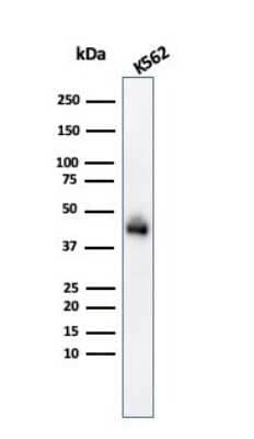 Western Blot: Glycophorin A Antibody (GYPA/280) - Azide and BSA Free [NBP2-47718] - Western Blot Analysis of K562 cell lysate usingGlycophorin A antibody (GYPA/280).