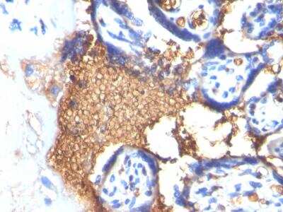 Immunohistochemistry-Paraffin: Glycophorin A Antibody (GYPA/280) - IHC-Prediluted [NBP2-48382] - Formalin-fixed, paraffin-embedded human Placenta stained with Glycophorin A Mouse Monoclonal Antibody (GYPA/280).