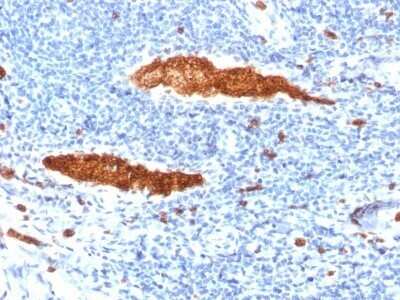 Immunohistochemistry-Paraffin: Glycophorin A Antibody (JC159) - Azide and BSA Free [NBP2-54321] - Formalin-fixed, paraffin-embedded human Tonsil stained with Glycophorin A Antibody (JC159).