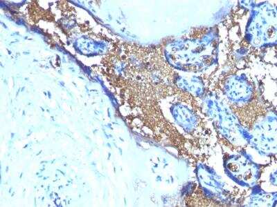 Immunohistochemistry-Paraffin: Glycophorin A Antibody (SPM599) - IHC-Prediluted [NBP2-48395] - Formalin-fixed, paraffin-embedded human Placenta stained with Glycophorin A Monoclonal Antibody (SPM599)