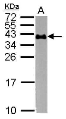 Western Blot: Glycophorin A Antibody [NBP2-16691] - Sample (30 ug of whole cell lysate) A: K562 15% SDS PAGE gel, diluted at 1:1000.