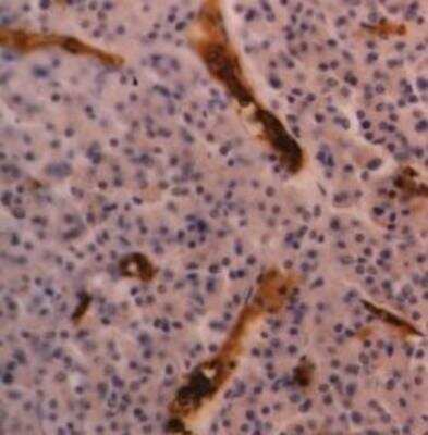 Immunohistochemistry-Paraffin: Glycophorin A Antibody (YTH89.1) [NB100-65015] - Human hypophysis showing erythrocyte labelling in sinusoids.