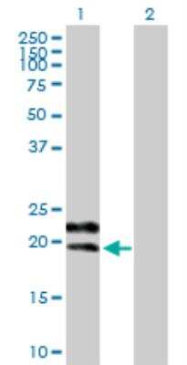 Western Blot: Glycophorin C Antibody [H00002995-B01P] - analysis of GYPC expression in transfected 293T cell line by GYPC MaxPab polyclonal antibody. Lane 1: GYPC transfected lysate (14.08 KDa). Lane 2: Non-transfected lysate.