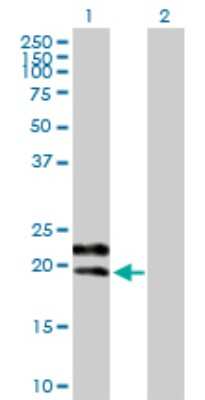 Western Blot: Glycophorin C Antibody [H00002995-B01P] - Analysis of GYPC expression in transfected 293T cell line by GYPC polyclonal antibody.  Lane 1: GYPC transfected lysate(14.08 KDa). Lane 2: Non-transfected lysate.