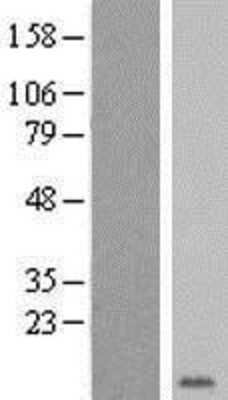 Western Blot: Glycophorin E Overexpression Lysate (Adult Normal) [NBP2-10800] Left-Empty vector transfected control cell lysate (HEK293 cell lysate); Right -Over-expression Lysate for Glycophorin E.