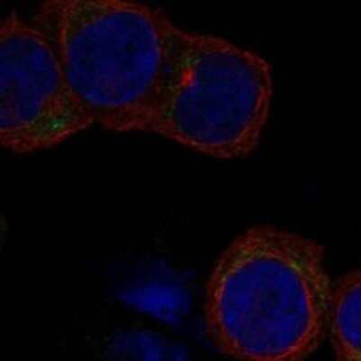 Immunocytochemistry/Immunofluorescence: Glycoprotein V/CD42d Antibody [NBP3-17857] - Staining of human cell line HEL shows localization to cytosol.