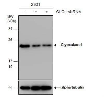 Western Blot: Glyoxalase I Antibody (266) [NBP2-43618] - Non-transfected (-) and transfected (+) 293T whole cell extracts (30 ug) were separated by 12% SDS-PAGE, and the membrane was blotted with Glyoxalase I antibody [266]  diluted at 1:1000.