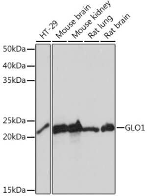 Western Blot: Glyoxalase I Antibody (3G6Q1) [NBP3-16375] - Western blot analysis of extracts of various cell lines, using Glyoxalase I Rabbit mAb (NBP3-16375) at 1:1000 dilution. Secondary antibody: HRP Goat Anti-Rabbit IgG (H+L) at 1:10000 dilution. Lysates/proteins: 25ug per lane. Blocking buffer: 3% nonfat dry milk in TBST. Detection: ECL Basic Kit. Exposure time: 5s.