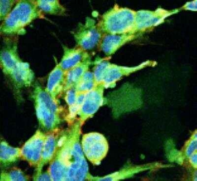 Immunocytochemistry/Immunofluorescence: Glyoxalase I Antibody (9F11) [NBP2-59369] - Tissue: Embryonic kidney cells (HEK293). Species: Human. Fixation: 5% Formaldehyde for 5 min. Primary Antibody: Mouse Anti-Methylglyoxal Monoclonal Antibody  at 1:50 for 30-60 min at RT. Secondary Antibody: Goat Anti-Mouse Alexa Fluor 488 at 1:1500 for 30-60 min at RT. Counterstain: Phalloidin Alexa Fluor 633 F-Actin stain; DAPI (blue) nuclear stain at 1:250, 1:50000 for 30-60 min at RT. Magnification: 20X (2X Zoom Courtesy of: Dr. Robert Burke, University of Victoria.