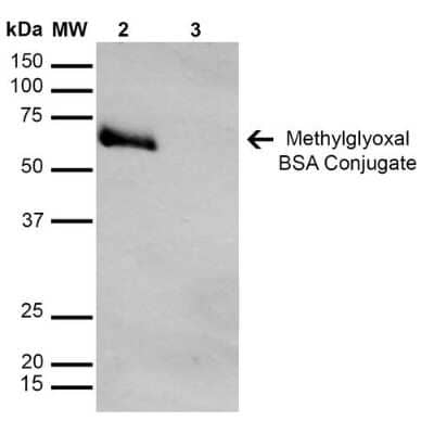 Western Blot: Glyoxalase I Antibody (9F11) [NBP2-59369] - Western Blot analysis of Glyoxalase I-BSA Conjugate showing detection of 67 kDa Glyoxalase I protein using Mouse Anti-Glyoxalase I Monoclonal Antibody, Clone 9F11 (NBP2-59369). Lane 1: Molecular Weight Ladder (MW). Lane 2: Glyoxalase I-BSA. Lane 3: BSA. Load: 0.5 ug. Block: 5% Skim Milk in TBST. Primary Antibody: Mouse Anti-Glyoxalase I Monoclonal Antibody (NBP2-59369) at 1:1000 for 2 hours at RT. Secondary Antibody: Goat Anti-Mouse IgG: HRP at 1:1000 for 60 min at RT. Color Development: ECL solution for 5 min in RT. Predicted/Observed Size: 67 kDa.