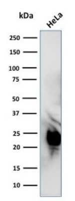 Western Blot: Glyoxalase I Antibody (CPTC-GLO1-1) [NBP3-07311] - Western Blot Analysis of HeLa cell lysate using Glyoxalase I Mouse Monoclonal Antibody (CPTC-GLO1-1).