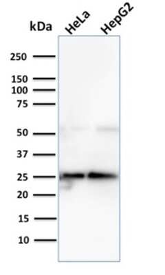 Western Blot: Glyoxalase I Antibody (CPTC-GLO1-3) - Azide and BSA Free [NBP3-08556] - Western Blot Analysis of human HeLa and HePG2 cell lysates using Glyoxalase I Mouse Monoclonal Antibody (CPTC-GLO1-3).