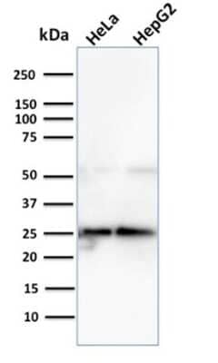 Western Blot: Glyoxalase I Antibody (CPTC-GLO1-3) [NBP3-07312] - Western Blot Analysis of human HeLa and HePG2 cell lysates using Glyoxalase I Mouse Monoclonal Antibody (CPTC-GLO1-3).