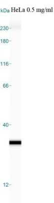 Simple Western: Glyoxalase I Antibody (Glo1a) - Azide and BSA Free [NBP2-80755] - Simple Western lane view shows a specific band detected for GLO1 in HeLa lysate. This experiment was performed under reducing conditions using the Wes or Sally Sue separation system 12-230kDa (or 66-440kDa). Image from the standard format of this antibody.