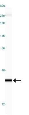 Simple Western: Glyoxalase I Antibody (Glo1a) - Azide and BSA Free [NBP2-80755] - Simple Western lane view shows a specific band for GLO1 in 0.5 mg/ml of HeLa lysate. This experiment was performed under reducing conditions using the 12-230kDa separation system. * Non-specific interaction with the 230 kDa Simple Western standard may be seen with this antibody. Image from the standard format of this antibody.