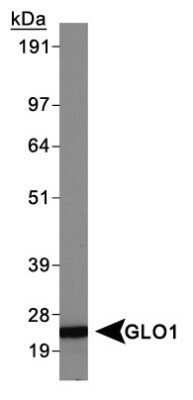 Western Blot: Glyoxalase I Antibody (Glo1a) - Azide and BSA Free [NBP2-80755] - HeLa whole cell extracts. Image from the standard format of this antibody.