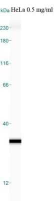 Simple Western: Glyoxalase I Antibody (Glo1a) [NBP1-19015] - Simple Western lane view shows a specific band detected for GLO1 in HeLa lysate.  This experiment was performed under reducing conditions using the Wes or Sally Sue separation system 12-230kDa (or 66-440kDa).