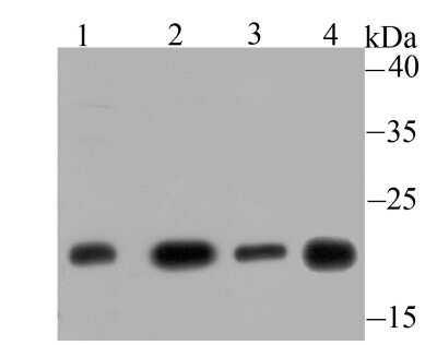 Western Blot: Glyoxalase I Antibody (JU44-11) [NBP2-75514] - Analysis of GLO1 on different lysates using anti-GLO1 antibody at 1/500 dilution.Positive control:Lane 1: Mouse testis tissue   Lane 2: C2C12Lane 3: 293       Lane 4: Rat spleen tissue