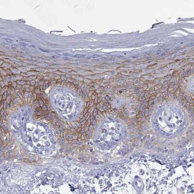 Immunohistochemistry-Paraffin: Glypican 1 Antibody [NBP3-17035] - Staining of human skin shows high expression.