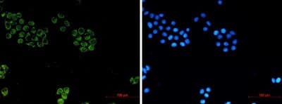 Immunocytochemistry/Immunofluorescence: Glypican 1 Antibody (S03-2E8) [NBP3-19539] - Immunofluorescence of Glypican 1 (green) in Hela using NBP3-19539 at dilution 1/20, and DAPI (blue)